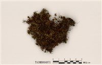 藏品(大葉苔)的圖片